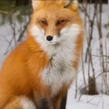 Profile image of 여우