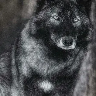 MoodyStraw7004의 Wolf Pack