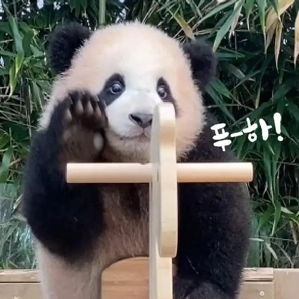 FlimsyComb3754의 푸바오