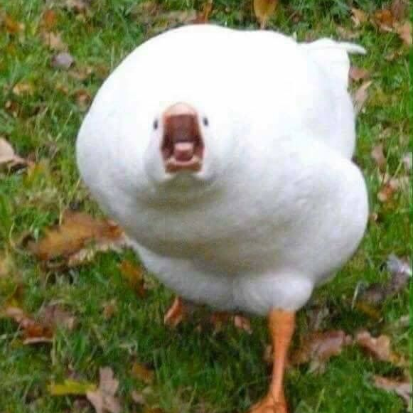 오리 대표 이미지