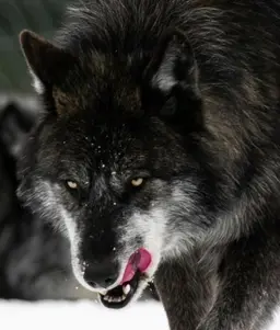 Profile image of 카엘