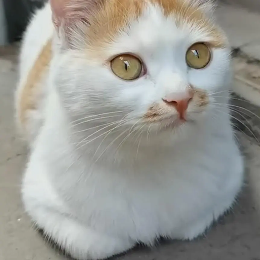 yyd05280_의 냥이