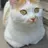냥이