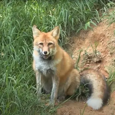 Profile image of 여우