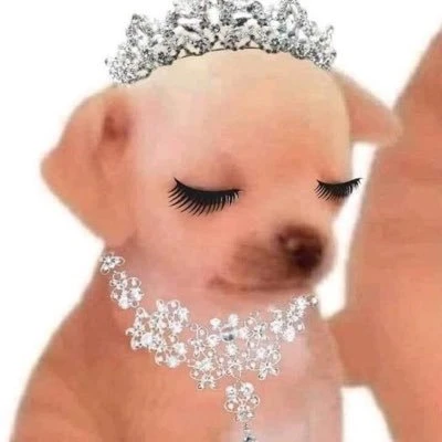 개쁘니