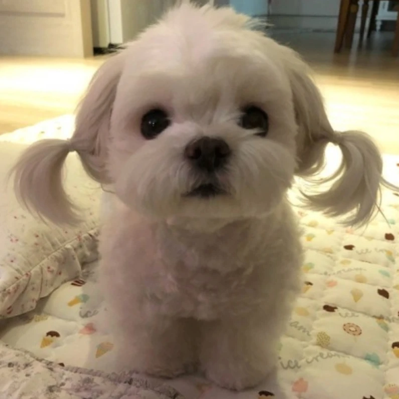 슈슈