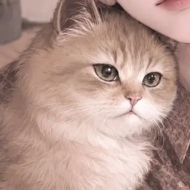 Profile image of チャル