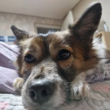 Profile image of 늑대