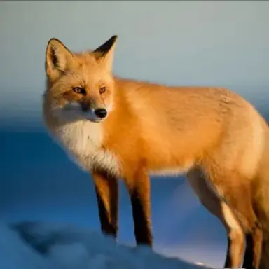 Profile image of 오리사 키츠네