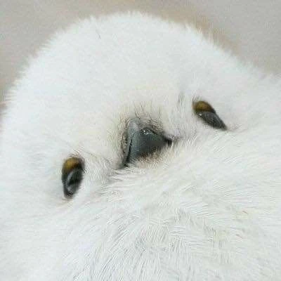 오목눈이