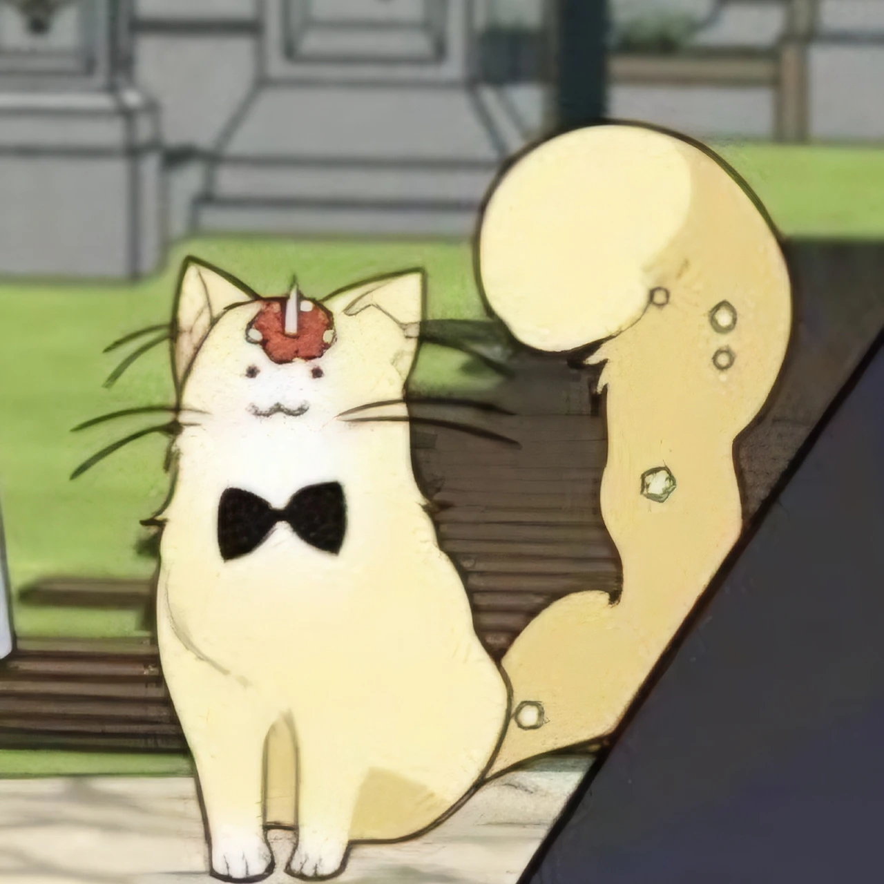 양이