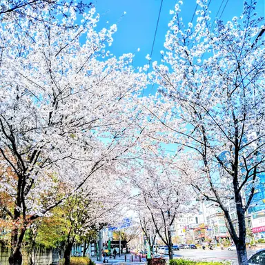 Profile image of 엘루야