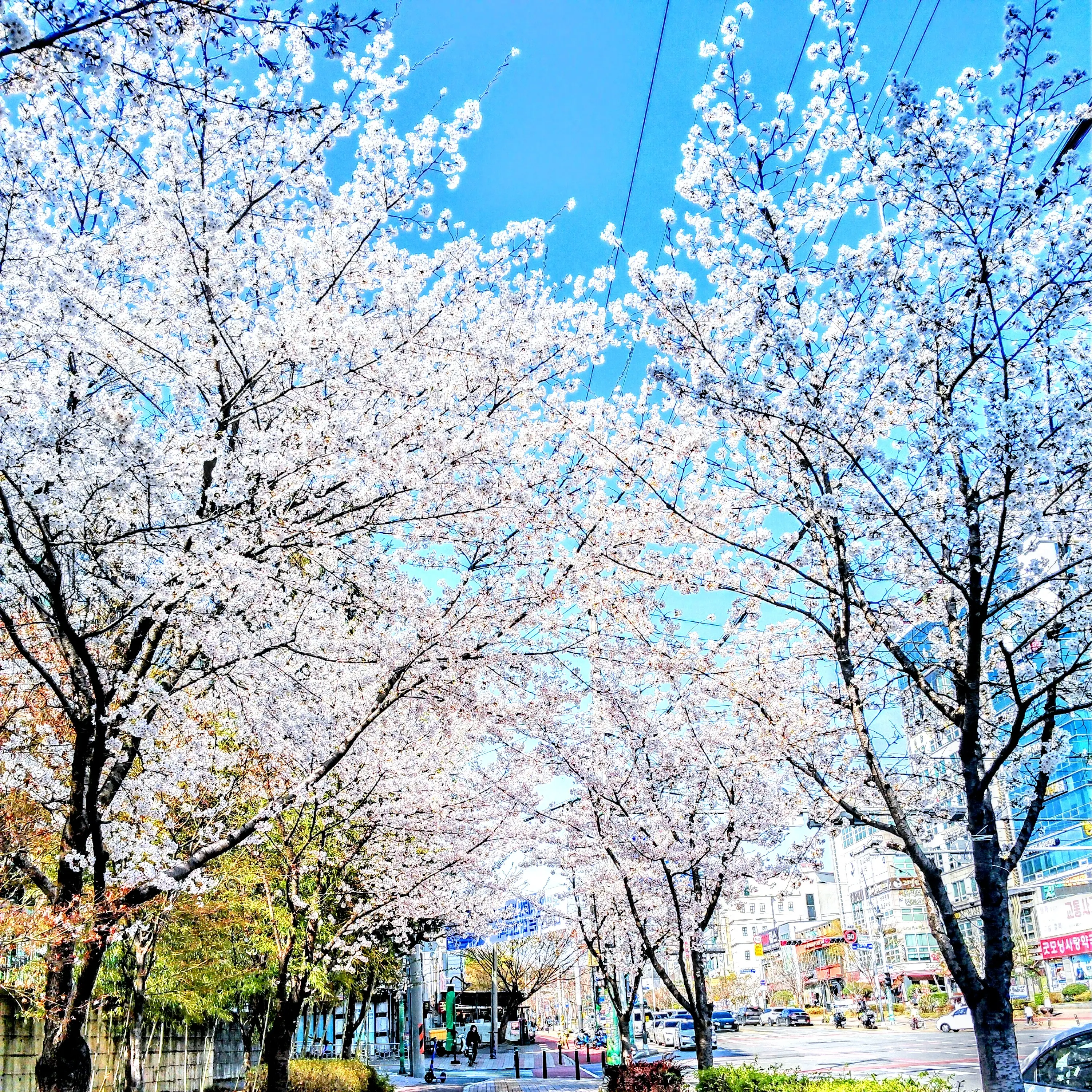 PerkyWood2662의 마법학교베텔기우스(신버전)