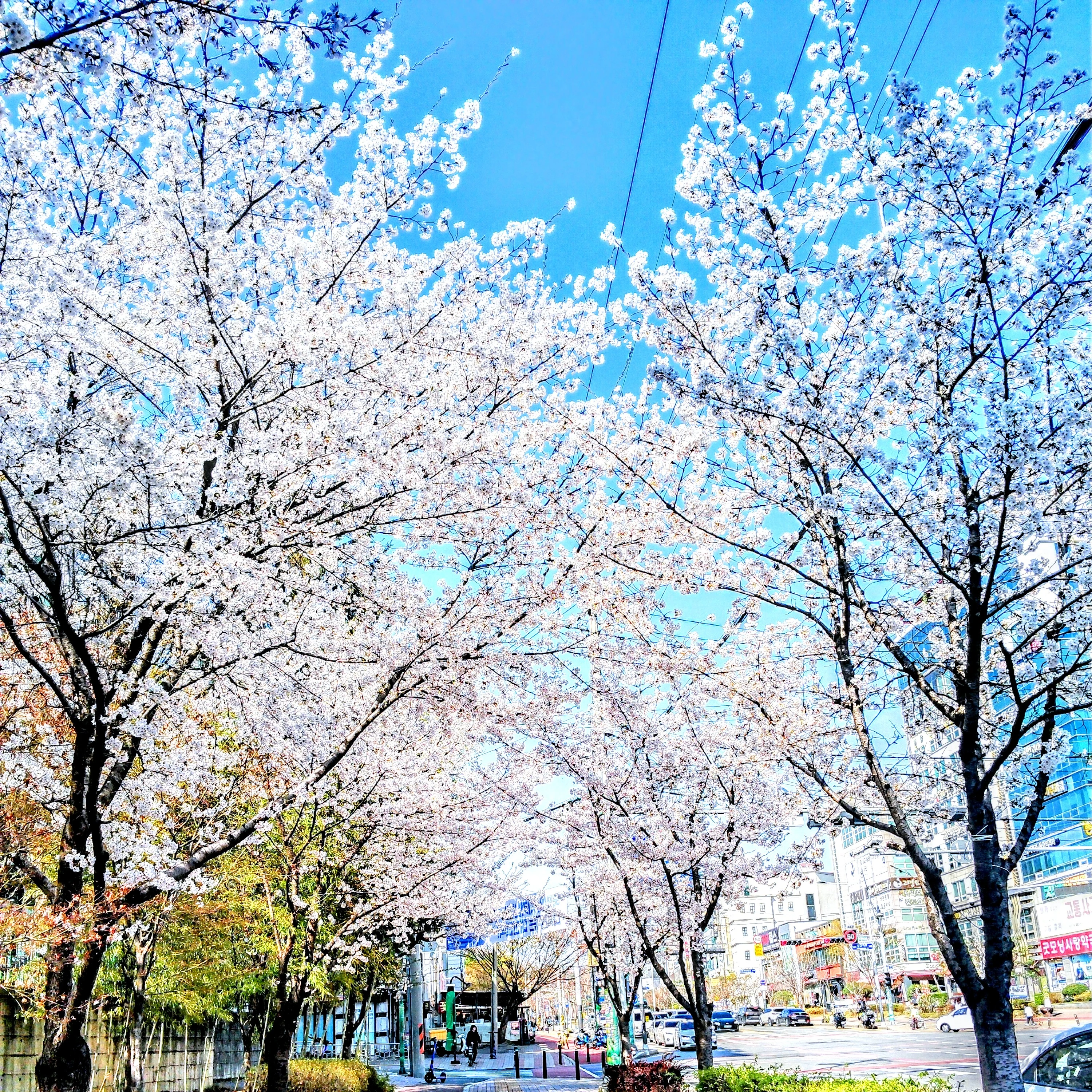 엘루야