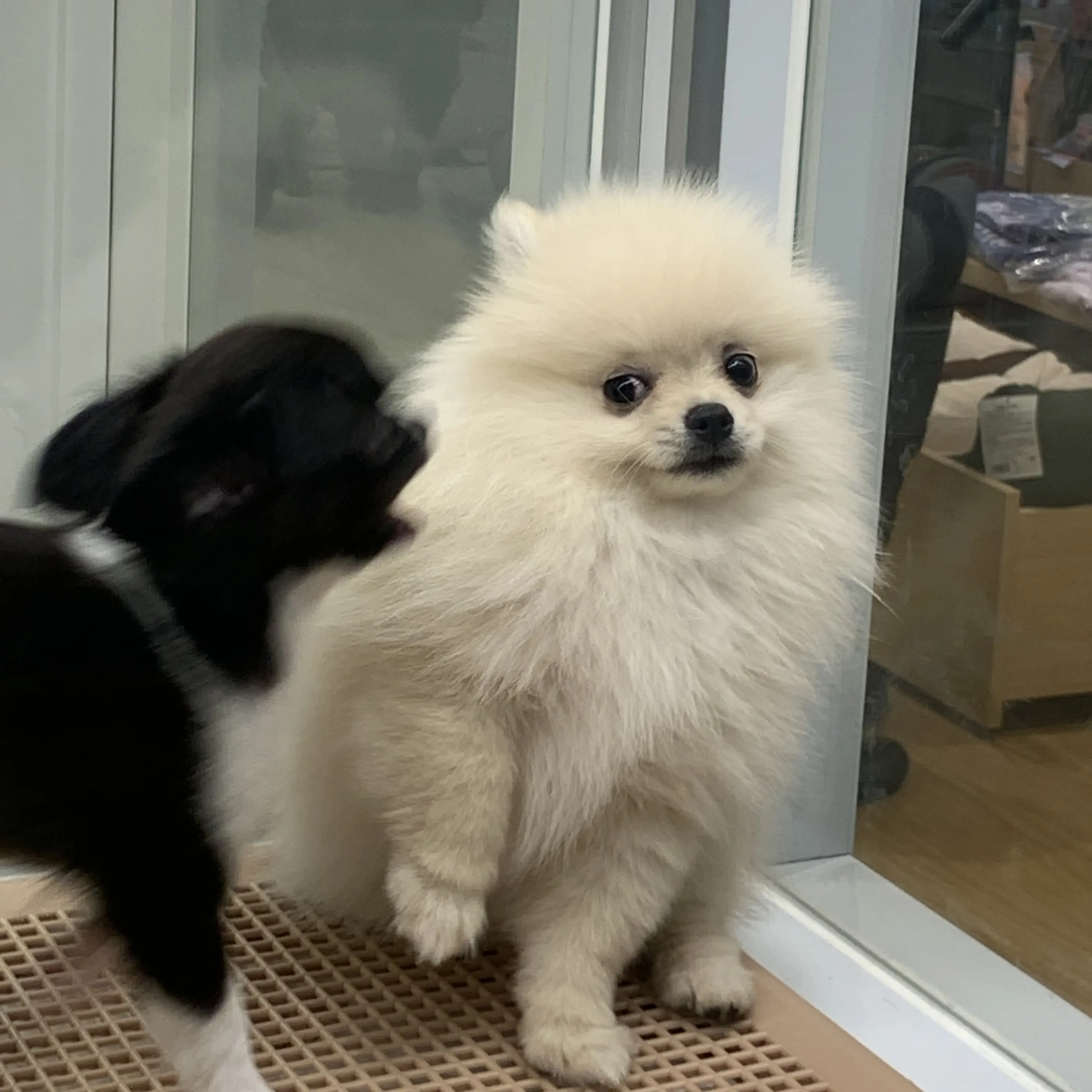 ChewyChest1501의 色んな犯され、嫉妬した彼氏が…