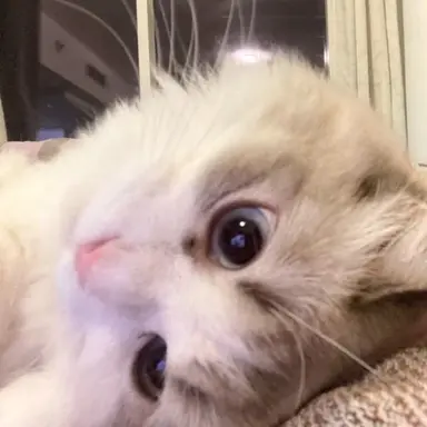 Profile image of Yuki