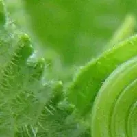 SoggyHeat1545의 Kaelus