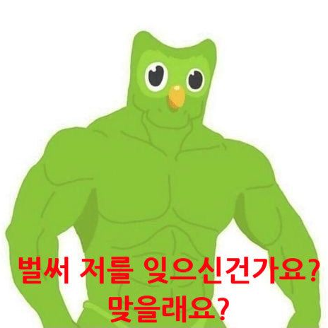 듀오링고 대표 이미지