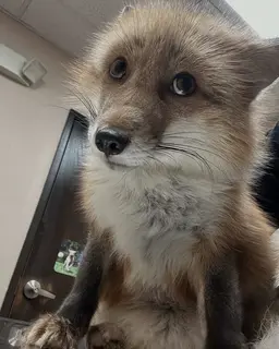 Profile image of ヨウ