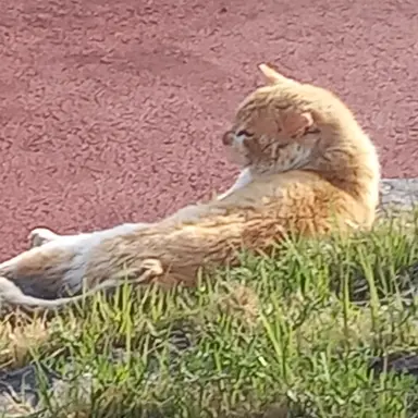 Profile image of 안티