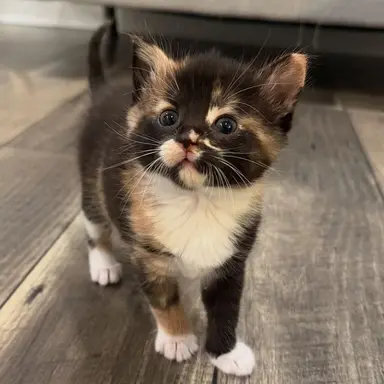 Profile image of PurringKit