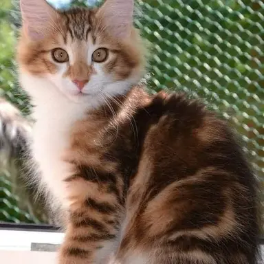 Profile image of MouseKit