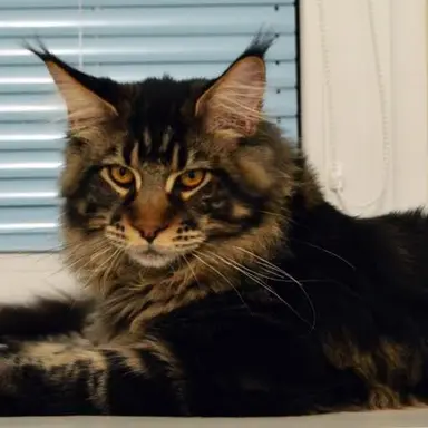 Profile image of BaskingPurr
