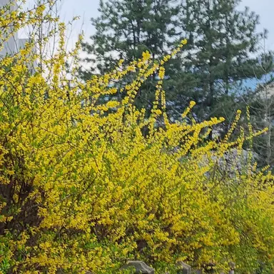 Profile image of 루이쨘