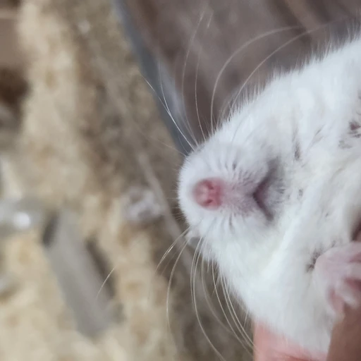 아츄