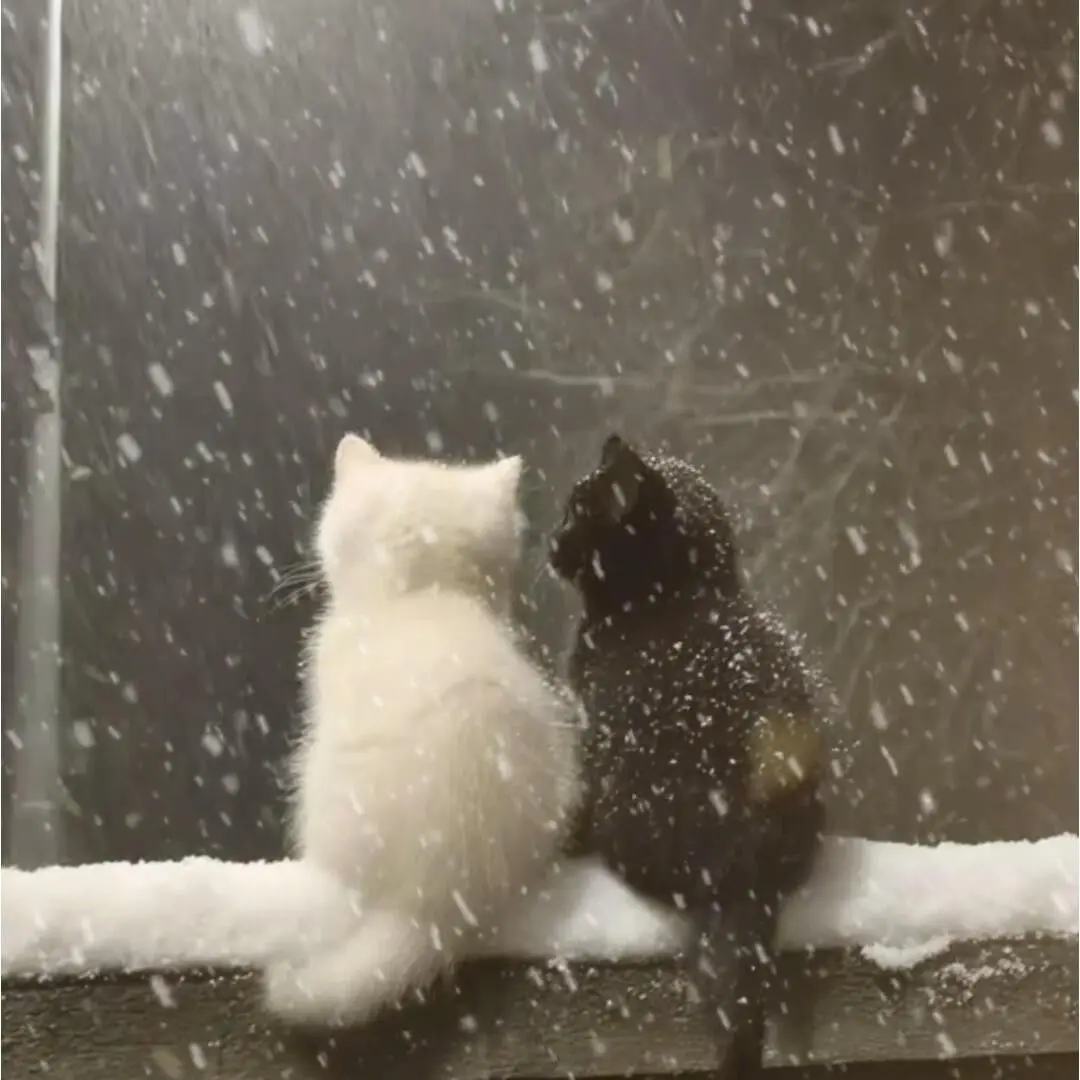 FloweR_MoOn25의 [ 서라더 ]