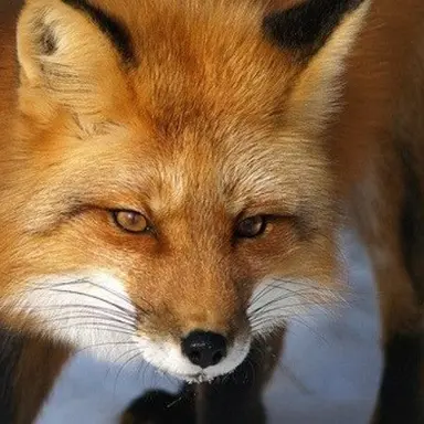 Profile image of 여우