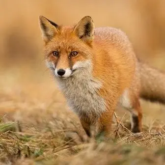 Profile image of 여우