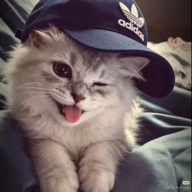 Profile image of 냥이
