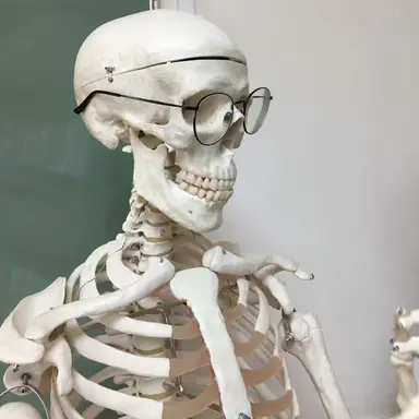 Profile image of 인체 뼈모형