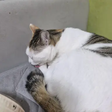 Profile image of 아름