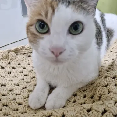 Profile image of 평학
