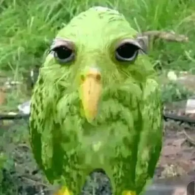 Profile image of 듀오링고