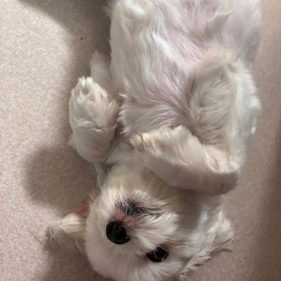 GrassyNiece6678의 ㅈㅅ 하려고하는 예은이를 구해줘