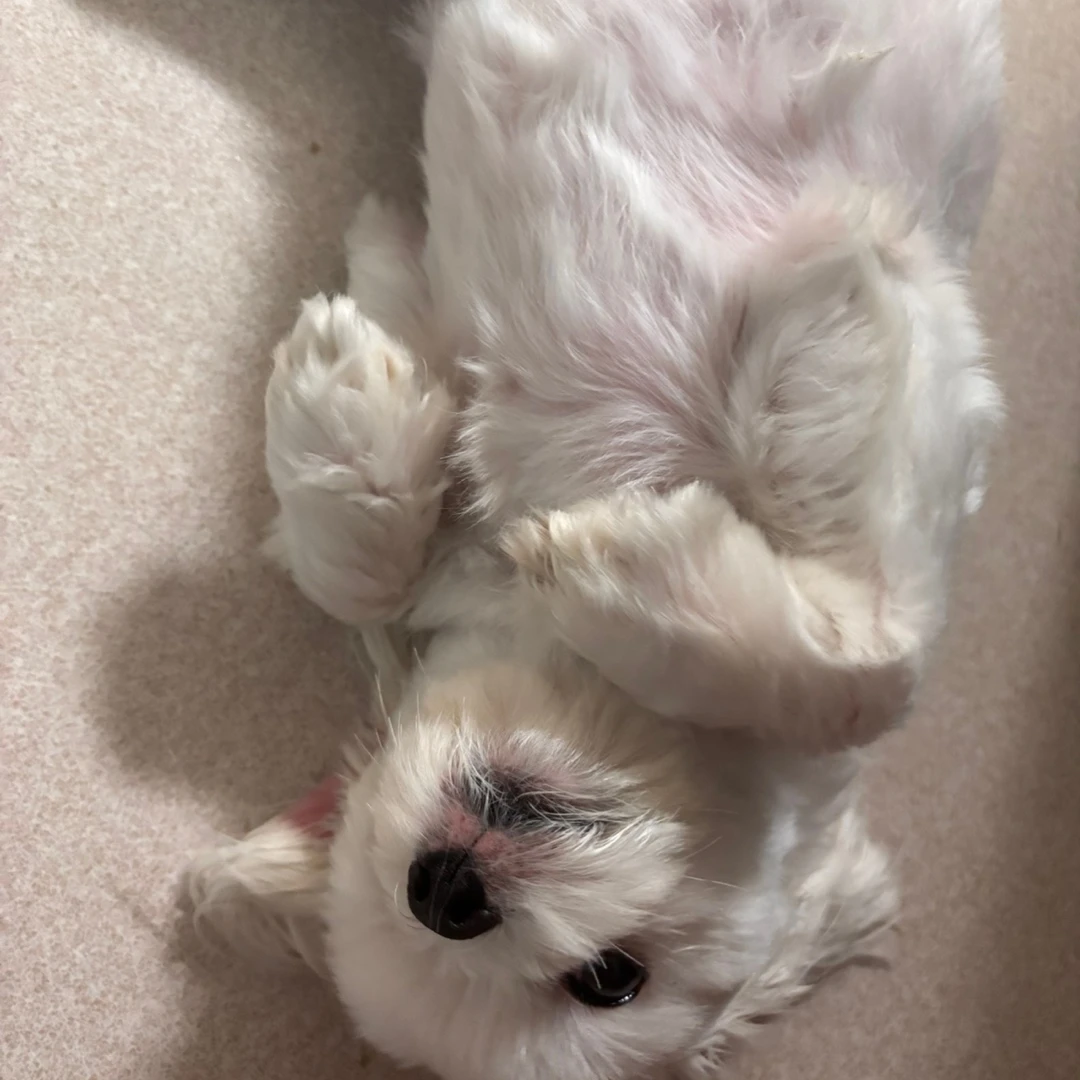 예희