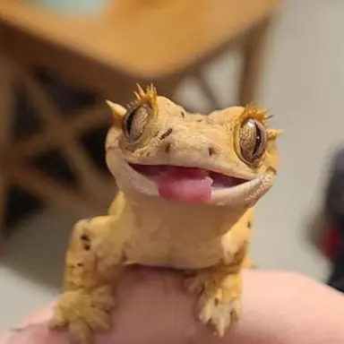 Profile image of 크레스