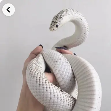 Profile image of 킹이