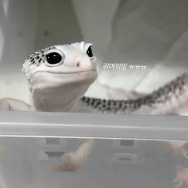 Profile image of 표범이