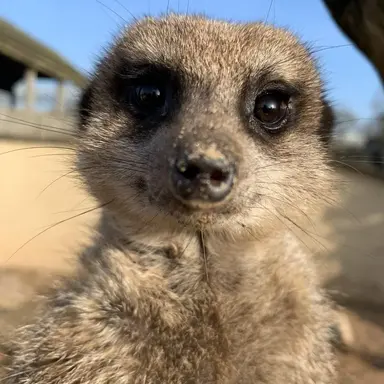 Profile image of 아디스