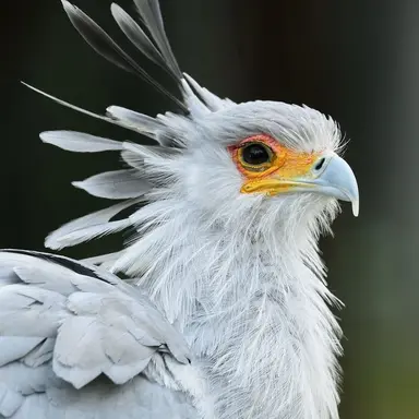 Profile image of 셀리나