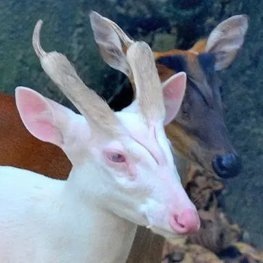 Profile image of 이졸데