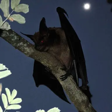 Profile image of 루네타