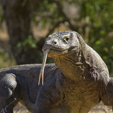 Profile image of 딜런