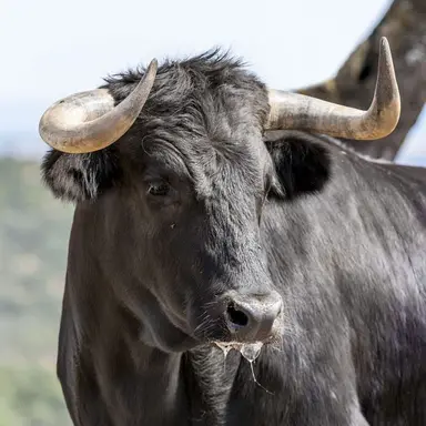 Profile image of 툴칸