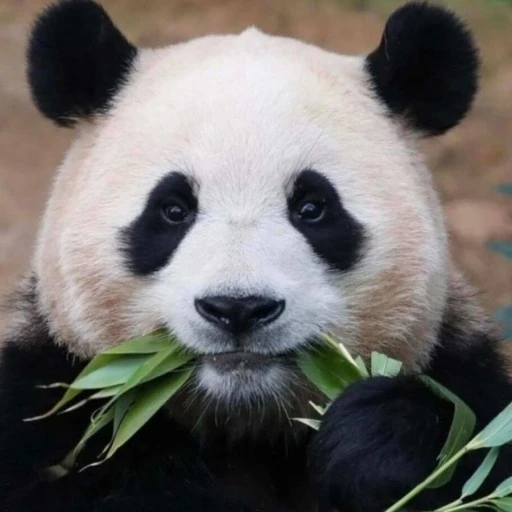 일진남 푸바오