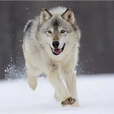 Profile image of 늑대